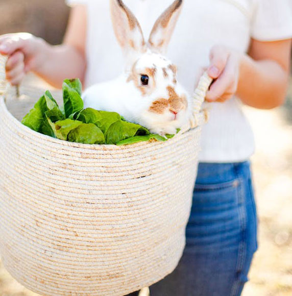 Maiz Basket w/handles-Large Set of 2 by Texture Designideas | Bins, Baskets & Buckets | Modishstore-4