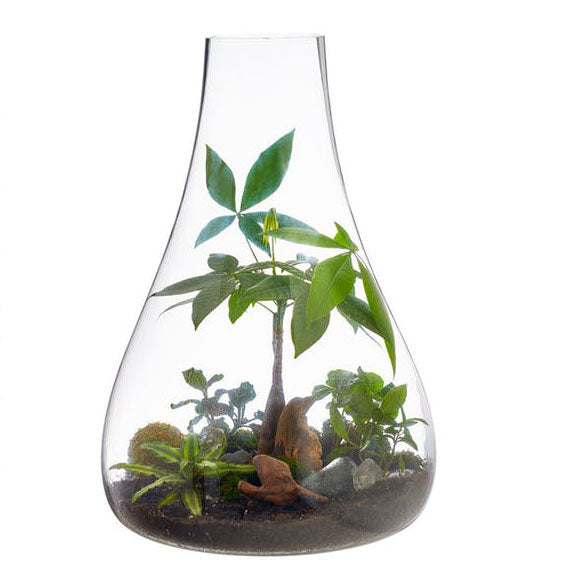 Boboli Terrarium by Texture Designideas | Glass Terrariums | Modishstore-4