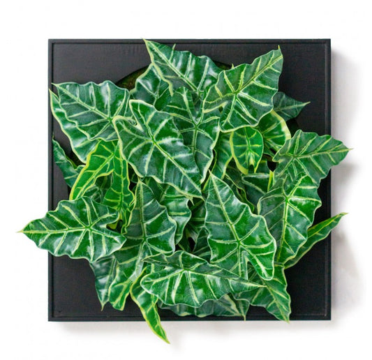 Mini Green Wall, Alocasia by Gold Leaf Design Group | Wall Decor | Modishstore