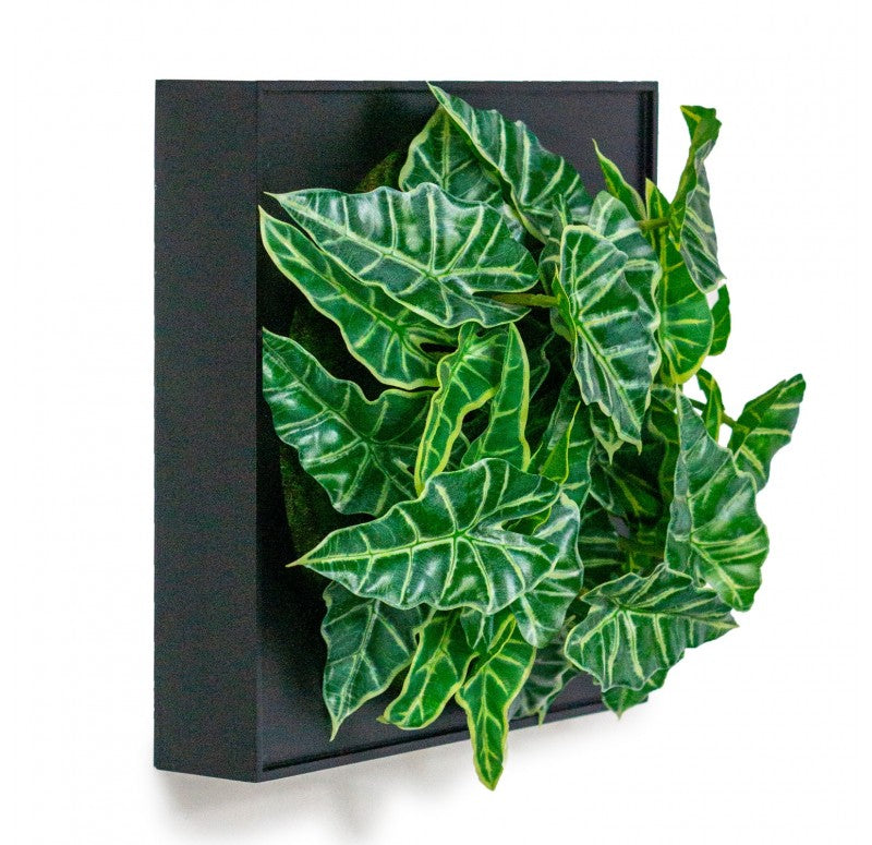 Mini Green Wall, Alocasia by Gold Leaf Design Group | Wall Decor | Modishstore - 2