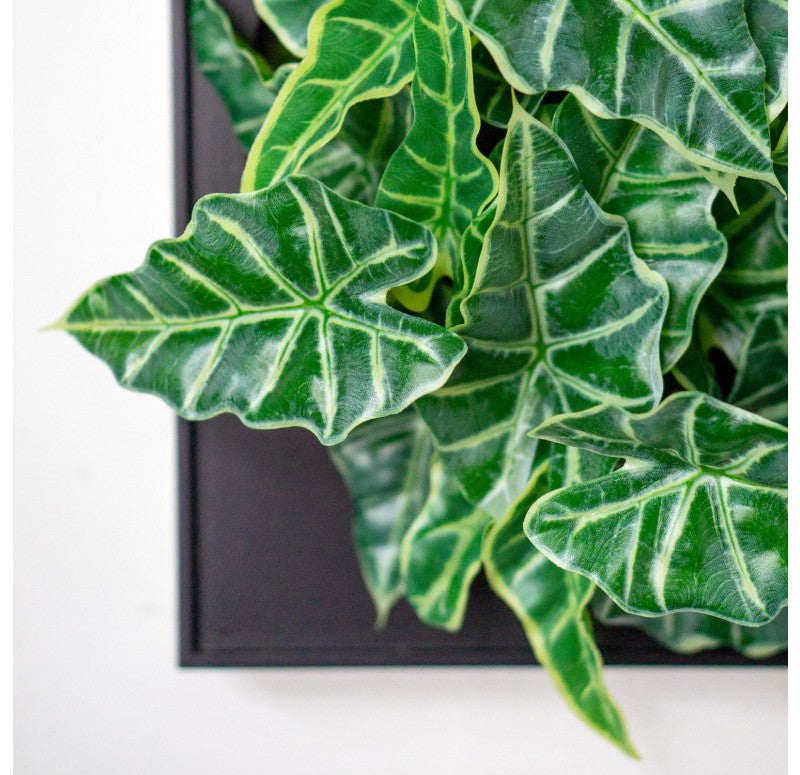 Mini Green Wall, Alocasia by Gold Leaf Design Group | Wall Decor | Modishstore - 3