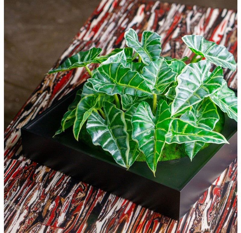 Mini Green Wall, Alocasia by Gold Leaf Design Group | Wall Decor | Modishstore - 4