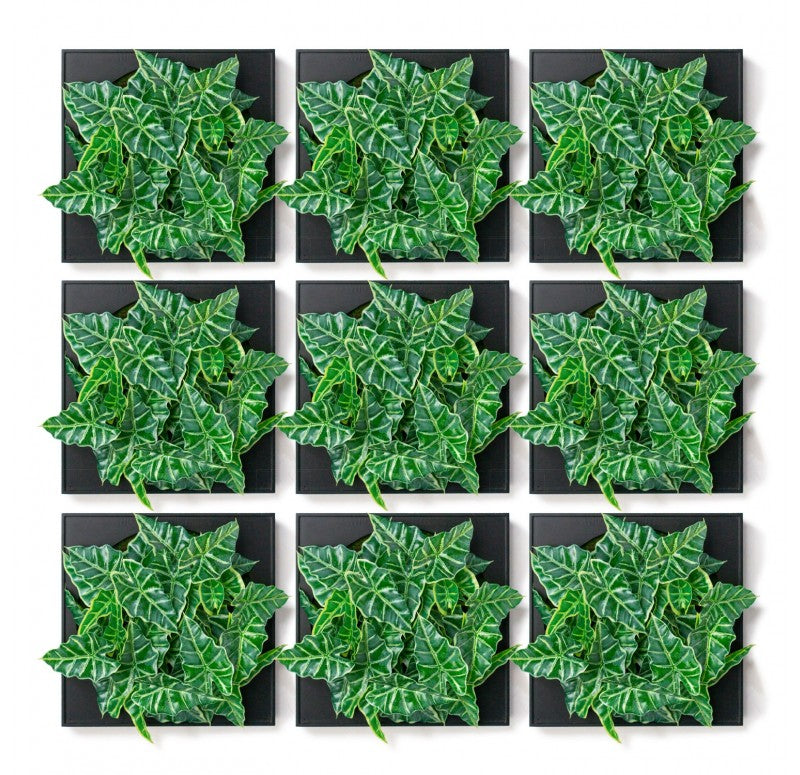 Mini Green Wall, Alocasia by Gold Leaf Design Group | Wall Decor | Modishstore - 5