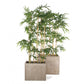 Bamboo Tree in Urbano Rectangle Planters, Set of 2 by Gold Leaf Design Group | Planters, Troughs & Cachepots | Modishstore