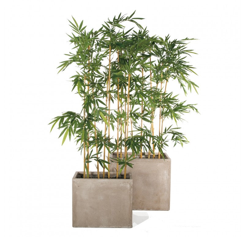 Bamboo Tree in Urbano Rectangle Planters, Set of 2 by Gold Leaf Design Group | Planters, Troughs & Cachepots | Modishstore - 2