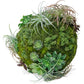 California Mix Moss Sphere By Gold Leaf Design Group | Botanicals |  Modishstore - 4