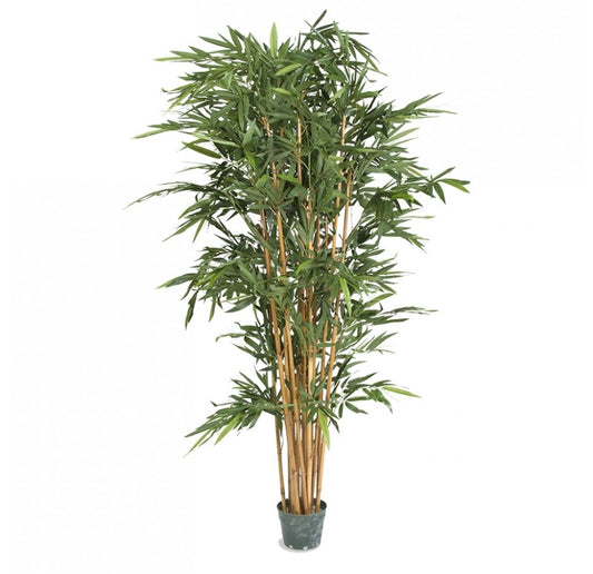 Potted, Bamboo Tree by Gold Leaf Design Group | Botanicals | Modishstore