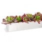 Stainless Steel Table Planter, Echeveria Burgundy Mix by Gold Leaf Design Group | Planters, Troughs & Cachepots | Modishstore-2