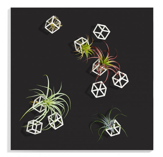Wall Play 'Cubical' w/ Tillandsia Mix by Gold Leaf Design Group | Wall Decor | Modishstore