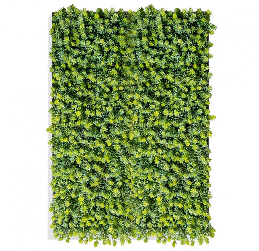 Green Wall, Sedum Album, 28"W by by Gold Leaf Design Group | Green Wall | Modishstore