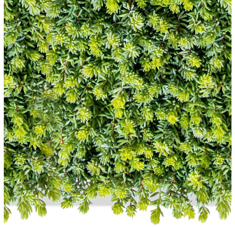 Green Wall, Sedum Album, 28"W by by Gold Leaf Design Group | Green Wall | Modishstore - 3