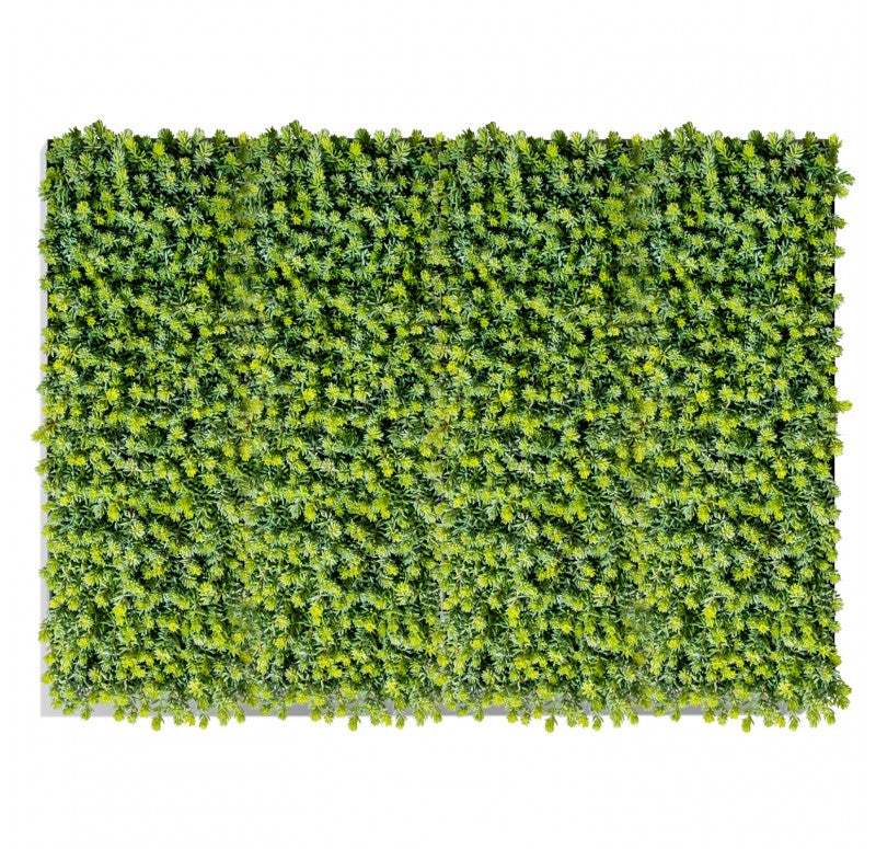 Green Wall, Sedum Album, 28"W by by Gold Leaf Design Group | Green Wall | Modishstore - 2