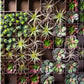 Green Wall, Pixelated Succulent by Gold Leaf Design Group | Green Wall | Modishstore-5