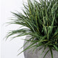 Grass: Liriope in Piedra Planter, LG by Gold Leaf Design Group | Planters, Troughs & Cachepots | Modishstore - 4