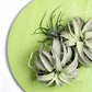 Green Wall Substrate, Urban Air Plants by Gold Leaf Design Group | Green Wall | Modishstore-2