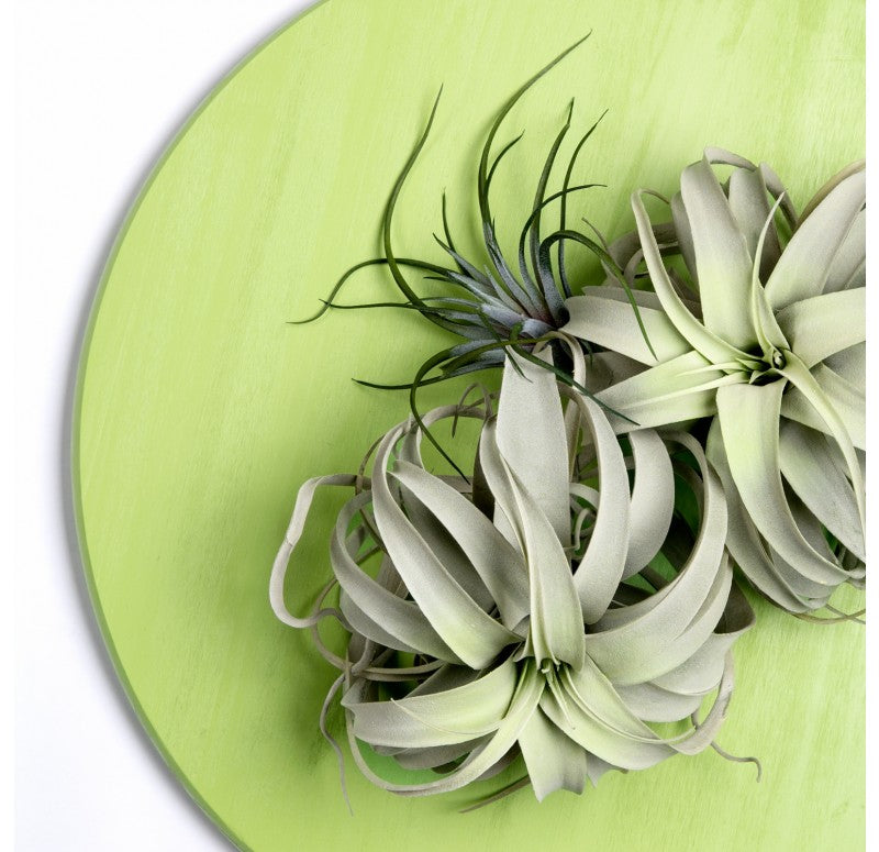 Green Wall Substrate, Urban Air Plants by Gold Leaf Design Group | Green Wall | Modishstore - 2