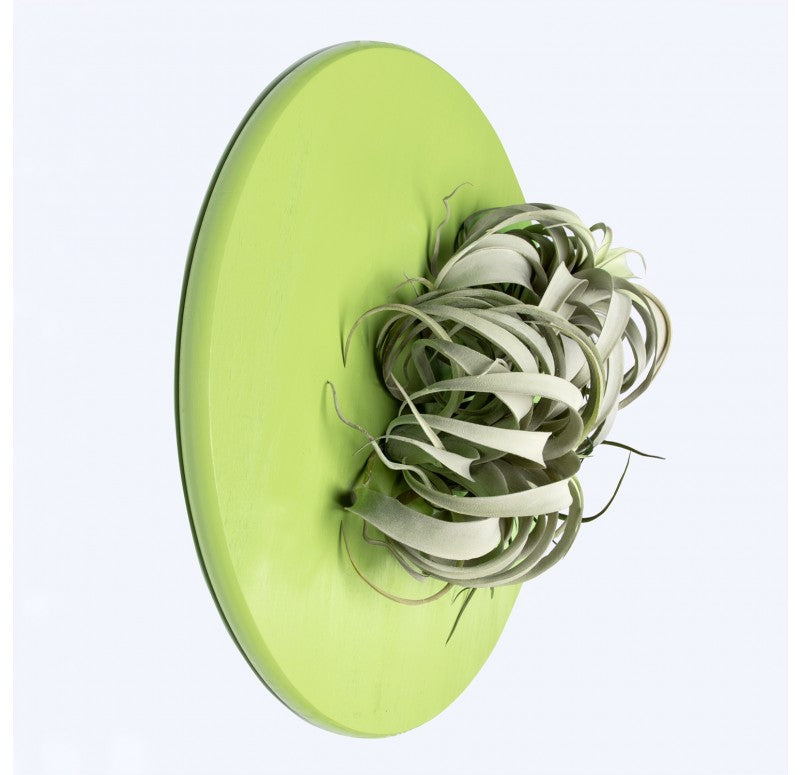 Green Wall Substrate, Urban Air Plants by Gold Leaf Design Group | Green Wall | Modishstore - 4