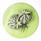 Green Wall Substrate, Urban Air Plants by Gold Leaf Design Group | Green Wall | Modishstore