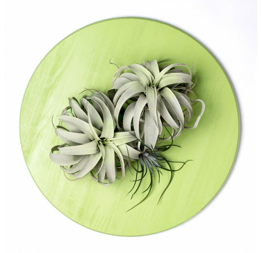 Green Wall Substrate, Urban Air Plants by Gold Leaf Design Group | Green Wall | Modishstore