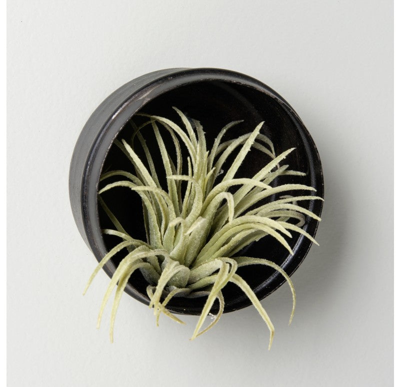 Air Plant Scientific Display Box (Set of 2) by Gold Leaf Design Group | Decorative Boxes | Modishstore - 2