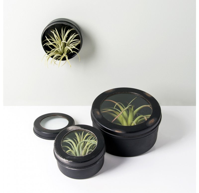 Air Plant Scientific Display Box (Set of 4) by Gold Leaf Design Group | Decorative Boxes | Modishstore-3
