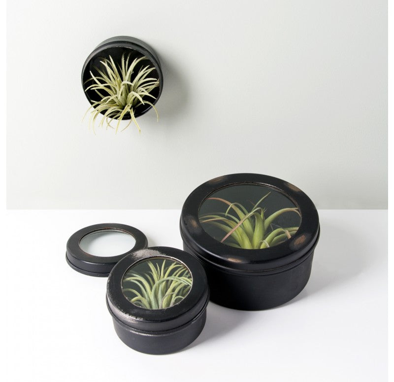 Air Plant Scientific Display Box (Set of 2) by Gold Leaf Design Group | Decorative Boxes | Modishstore - 3