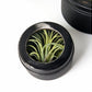 Air Plant Scientific Display Box (Set of 4) by Gold Leaf Design Group | Decorative Boxes | Modishstore