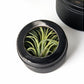 Air Plant Scientific Display Box (Set of 2) by Gold Leaf Design Group | Decorative Boxes | Modishstore