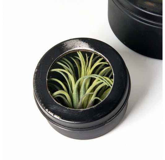 Air Plant Scientific Display Box (Set of 4) by Gold Leaf Design Group | Decorative Boxes | Modishstore