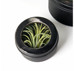 Air Plant Scientific Display Box (Set of 2) by Gold Leaf Design Group