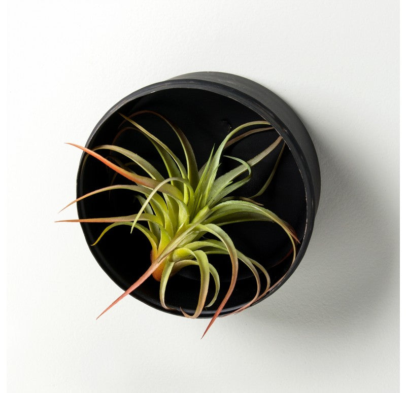 Air Plant Scientific Display Box (Set of 4) by Gold Leaf Design Group | Decorative Boxes | Modishstore-6