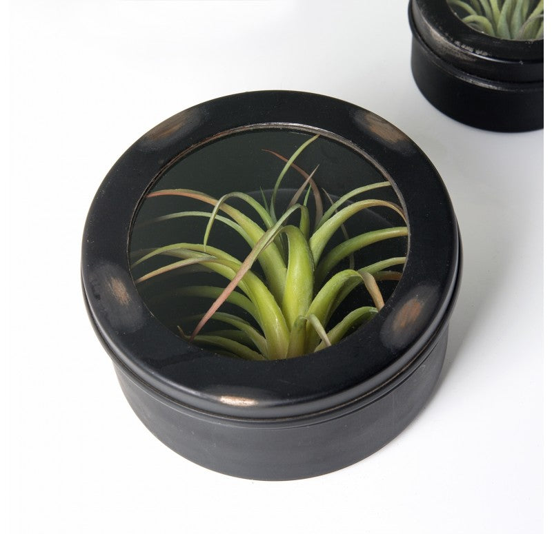 Air Plant Scientific Display Box (Set of 4) by Gold Leaf Design Group | Decorative Boxes | Modishstore-5