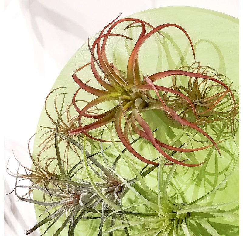 Green Wall Substrate, Air Plant Mix by Gold Leaf Design Group | Green Wall | Modishstore - 2