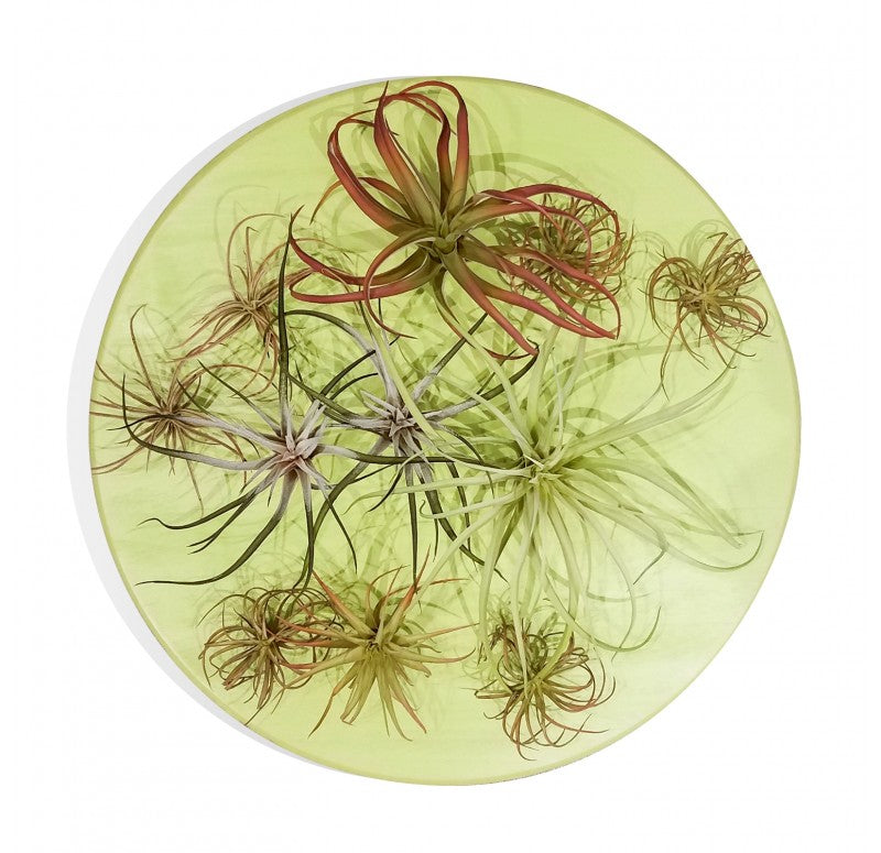 Green Wall Substrate, Air Plant Mix by Gold Leaf Design Group | Green Wall | Modishstore - 3