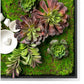 Green Wall, Succulents and Wall Play by Gold Leaf Design Group | Green Wall | Modishstore-5