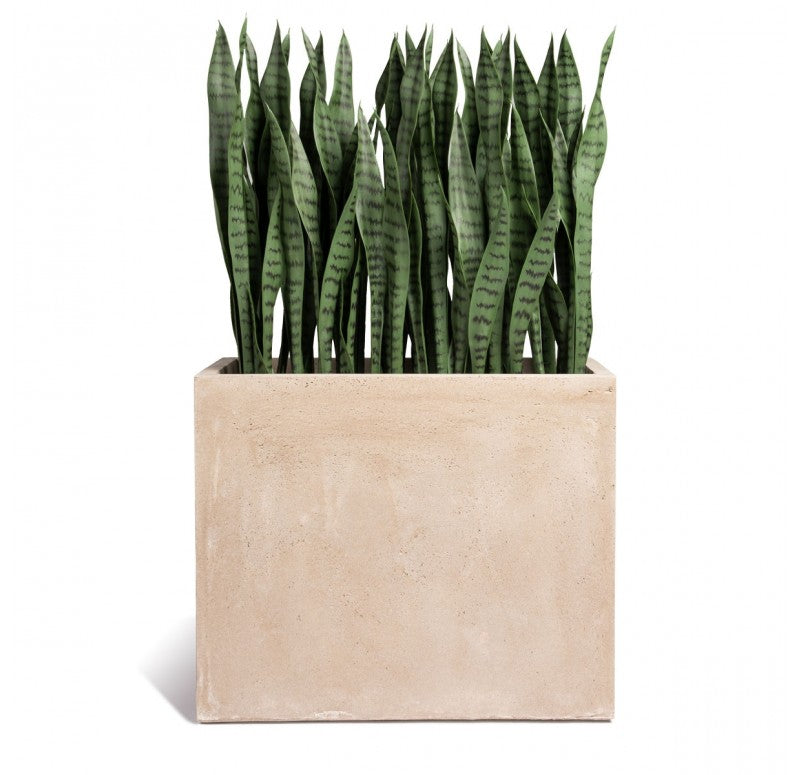 Sansevieria in Urbano Rectangle Planter by Gold Leaf Design Group | Outdoor Planters, Troughs & Cachepots | Modishstore-2