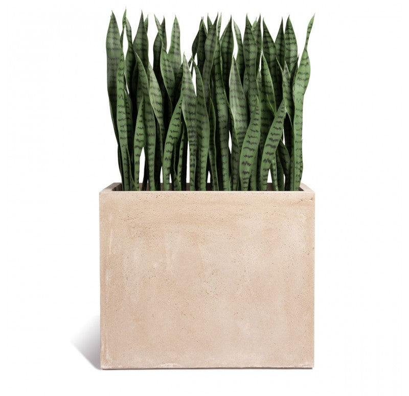 Sansevieria in Urbano Rectangle Planter by Gold Leaf Design Group | Outdoor Planters, Troughs & Cachepots | Modishstore - 2