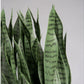 Sansevieria in Urbano Rectangle Planter by Gold Leaf Design Group | Outdoor Planters, Troughs & Cachepots | Modishstore-3
