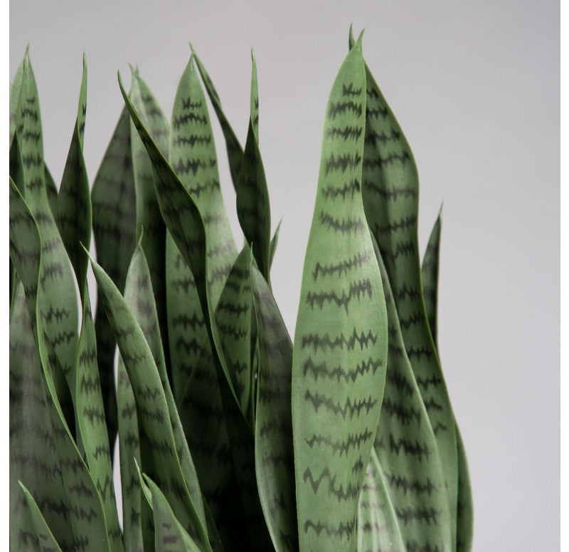 Sansevieria in Urbano Rectangle Planter by Gold Leaf Design Group | Outdoor Planters, Troughs & Cachepots | Modishstore - 3