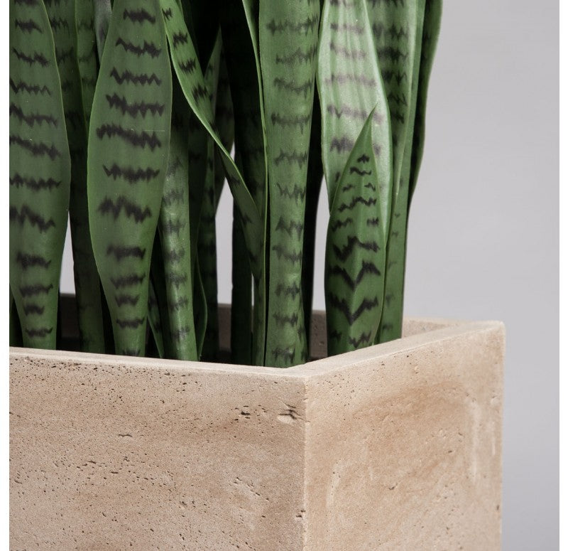 Sansevieria in Urbano Rectangle Planter by Gold Leaf Design Group | Outdoor Planters, Troughs & Cachepots | Modishstore-4