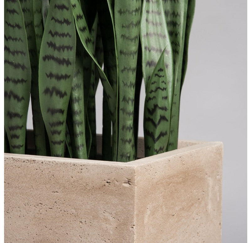 Sansevieria in Urbano Rectangle Planter by Gold Leaf Design Group | Outdoor Planters, Troughs & Cachepots | Modishstore - 4