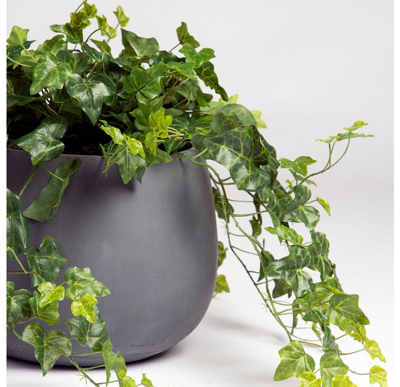 Ivy in Puddle Planter by Gold Leaf Design Group | Outdoor Planters, Troughs & Cachepots | Modishstore-2
