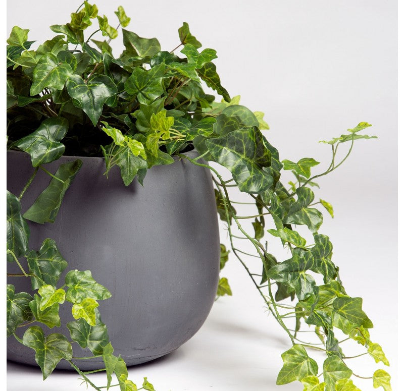 Ivy in Puddle Planter by Gold Leaf Design Group | Outdoor Planters, Troughs & Cachepots | Modishstore - 2