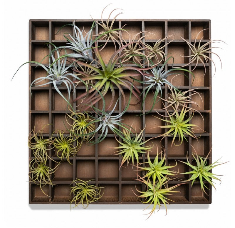 Gold Leaf Design Group Green Wall, Pixelated Air Plants, 64 Compartments | Green Wall | Modishstore