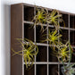 Gold Leaf Design Group Green Wall, Pixelated Air Plants, 64 Compartments | Green Wall | Modishstore-5