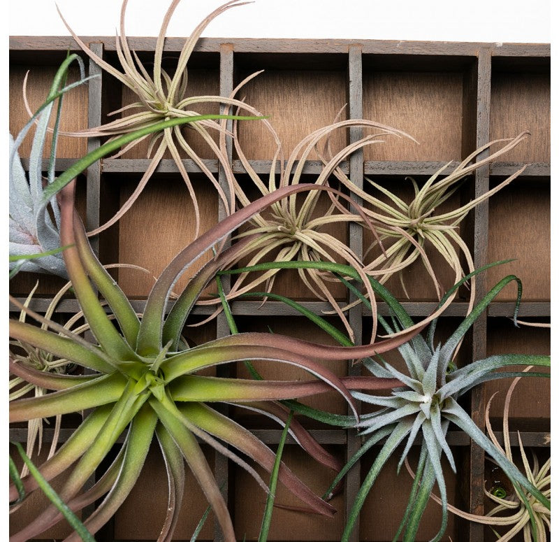 64 Compartments Green Wall, Custom built Pixelated Air Plants by Gold Leaf Design Group | Green Wall | Modishstore - 2