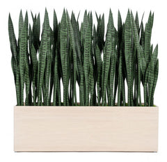 Gold Leaf Design Group Sansevieria in Whitewash Linear Planter