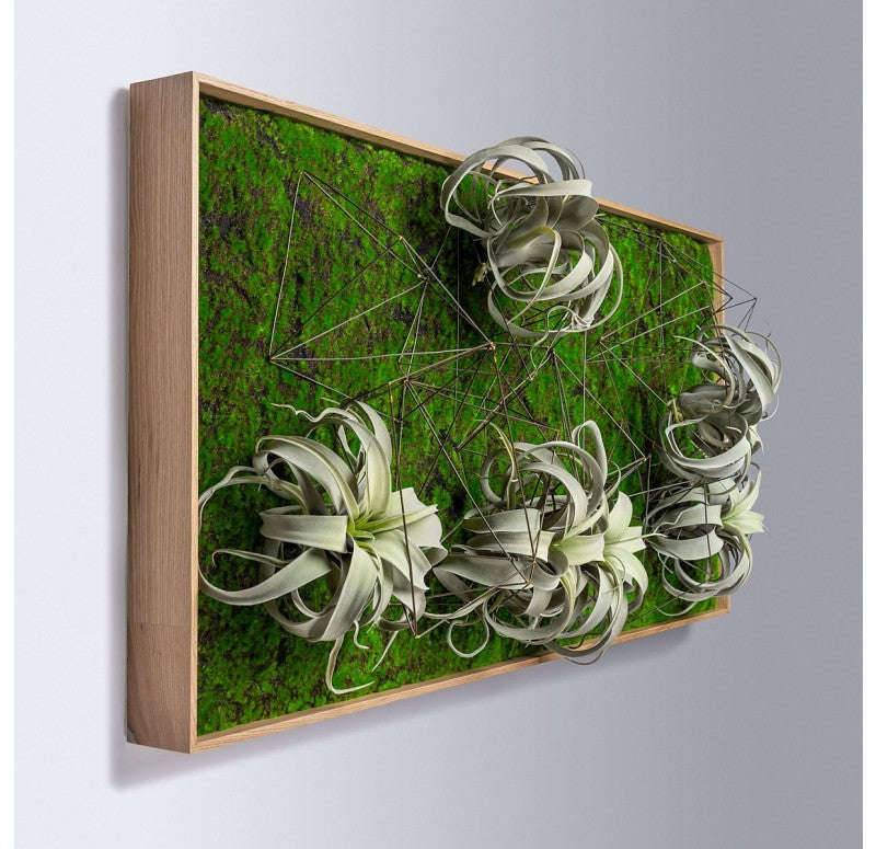 Gold Leaf Design Group Green Wall, Wire Crystals & Xerographica | Green Wall | Modishstore - 5