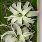Gold Leaf Design Group Green Wall, Wire Crystals & Xerographica | Green Wall | Modishstore-3