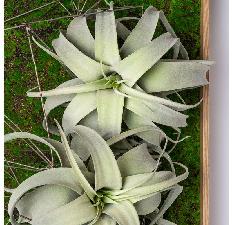 Gold Leaf Design Group Green Wall, Wire Crystals & Xerographica | Green Wall | Modishstore - 3